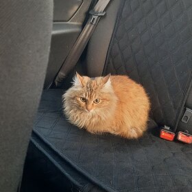 ����� ���������� �����